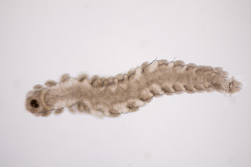 Microscopic polychaete or bristle worms under microscope view