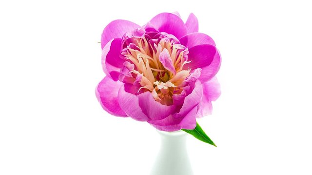 Timelapse of pink peony flower in vase blooming on pure white background top view