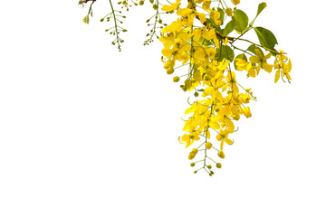 Yellow Flower Frame on white background.