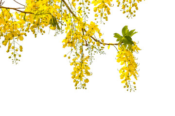 Yellow Flower Frame on white background.