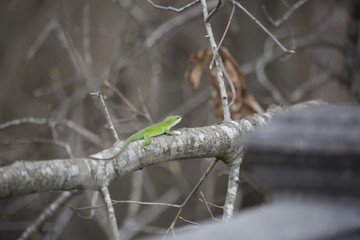 Green Anole Hunting