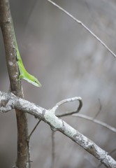 Green Anole