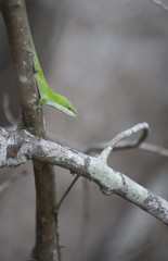 Green Anole