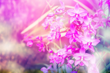  violet orchids blooming and dew drops  ,abstract spring  nature background