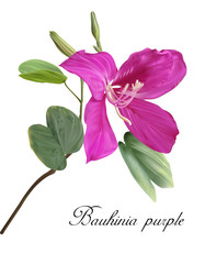 Bauhinia flower vector
