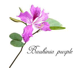 Bauhinia flower vector