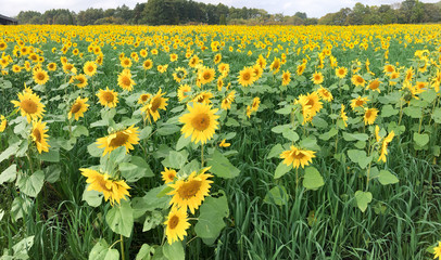 一面ひまわり畑