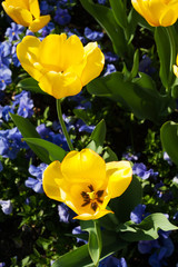 Mirabellgarten, Salzburg, Frühling, Sommer, Blumen