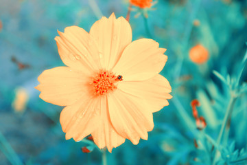 yellow cosmos bloomin spring nature relax photo background