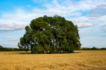 A tree in the middle of the cereal field in autumn
