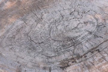 texture of tree stump