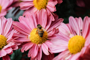 Bee on Flower
