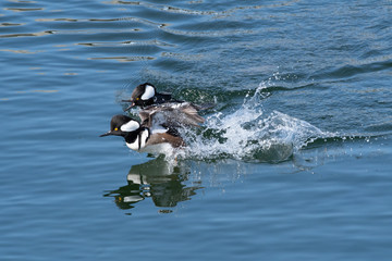 Merganser drakes 