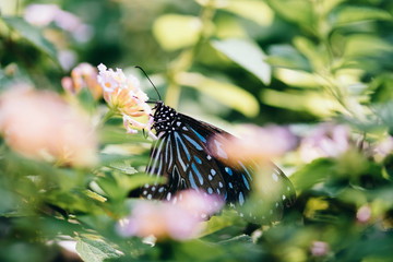 Fototapeta na wymiar monarch butterfly on leaf