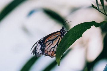 monarch butterfly on leaf