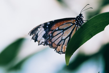monarch butterfly on leaf