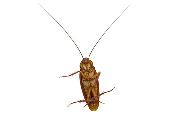 Top view a dead cockroach isolated white background.