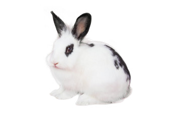 White fluffy rabbit isolated on white background or easter day concept.