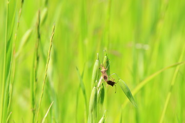 カメムシの交尾