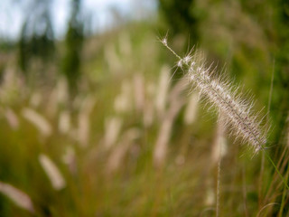 A single Poaceae flower in front of a field of its kind