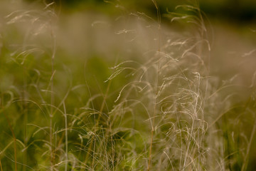 Green field in Cyprus