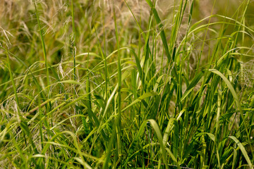 Green field in Cyprus