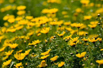 Obraz premium Field with yellow flowers