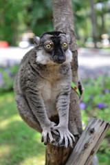 Madagascar