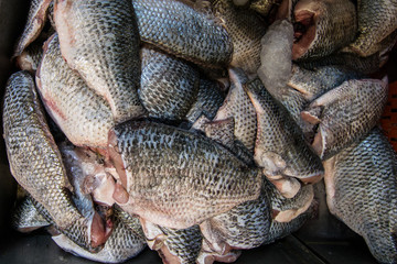 Fresh raw tilapia fish on ice tray. Tilapia Nilotica, Oreochromis niloticus.