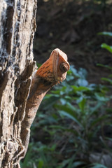 Changeable Lizard (Calotes versicolor)