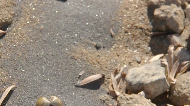 a lake shore with a shell