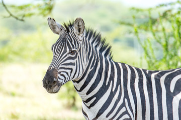 Fototapeta na wymiar Zebra in Kenya