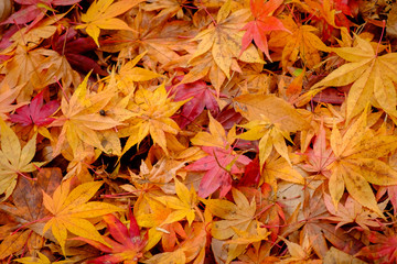 Autumn Fall Leaves