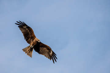 japanese kite flying bird