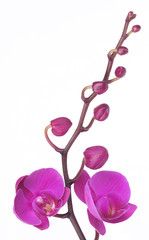 Flower orchid