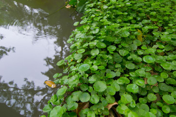 Hydrocotyle vulgaris