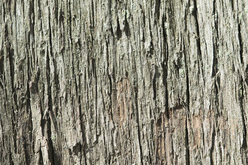 Texture of tree bark, palm, wood texture