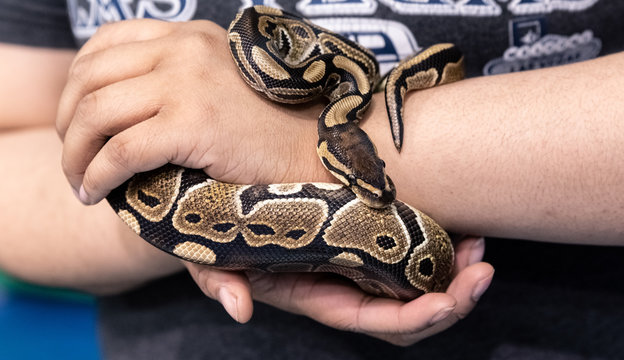 Big snake in a petting reptile zoo