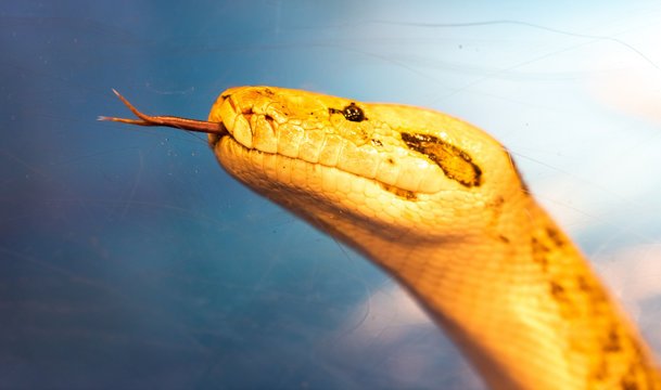 Big snake in a petting reptile zoo