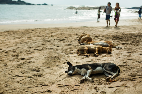 Dogs resting on sand on the beach Goa. India.