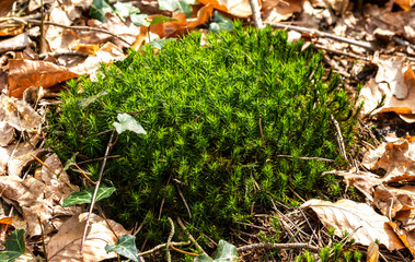 Moospflanze am Waldboden