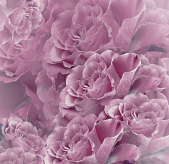 Floral   pink-white beautiful background.  Flower composition. Bouquet of flowers from  pink roses. Close-up. Nature.
