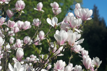 magnolia flowers macro