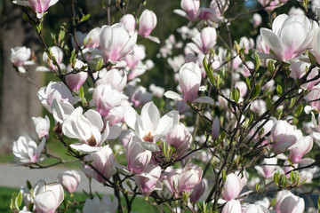 magnolia flowers macro
