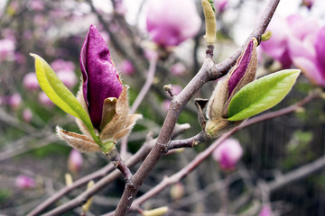 A blossoming tree of gentle and fragrant tulips of magnolia.