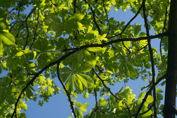 fresh chestnut leaves macro