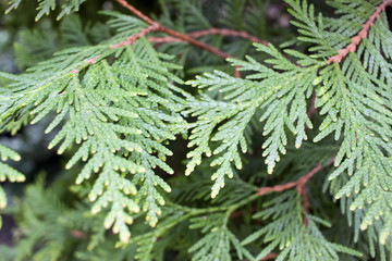 Beautiful green twig tree branch