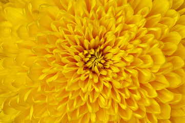 Chrysanthemum yellow flower closeup. Macro. It can be used in website design and printing. Also good for designers.