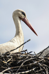 White stork on the nest.