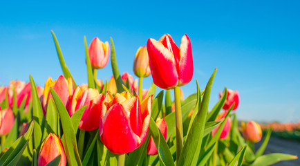 Field with colorful tulips below a blue sky in spring